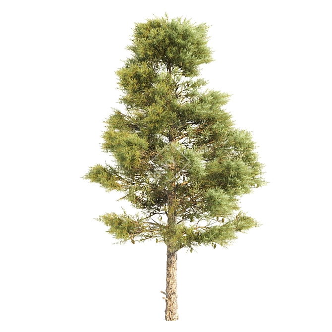 Pine Polygons Set 3D model image 4