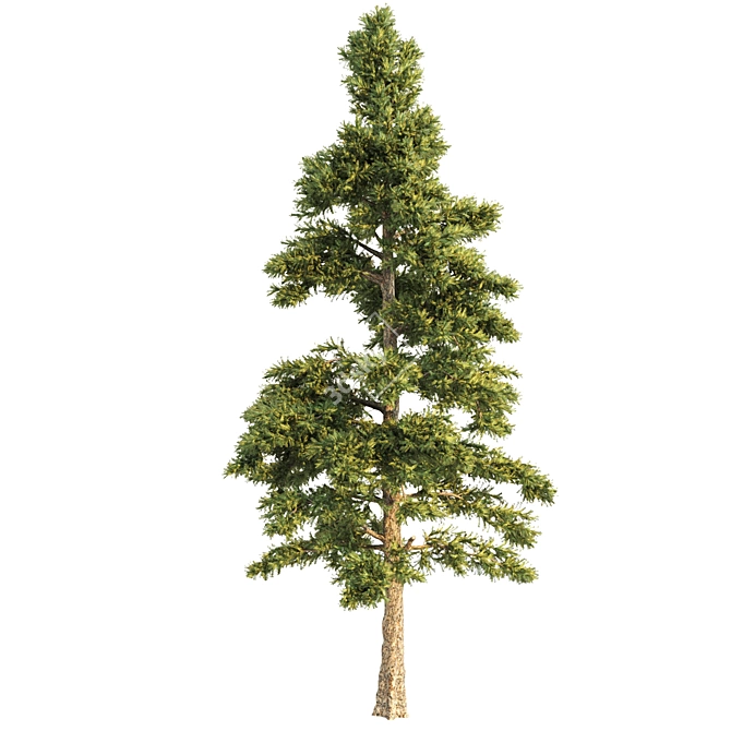 Pine Polygons Set 3D model image 5