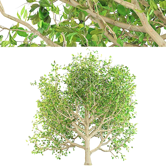 Spring Chestnut Tree: Beautiful Ornamental Tree for Your Garden 3D model image 1