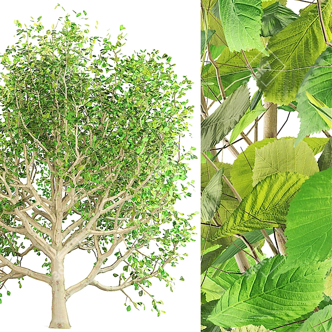 Spring Chestnut Tree: Beautiful Ornamental Tree for Your Garden 3D model image 2