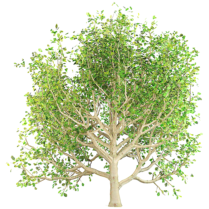 Spring Chestnut Tree: Beautiful Ornamental Tree for Your Garden 3D model image 3