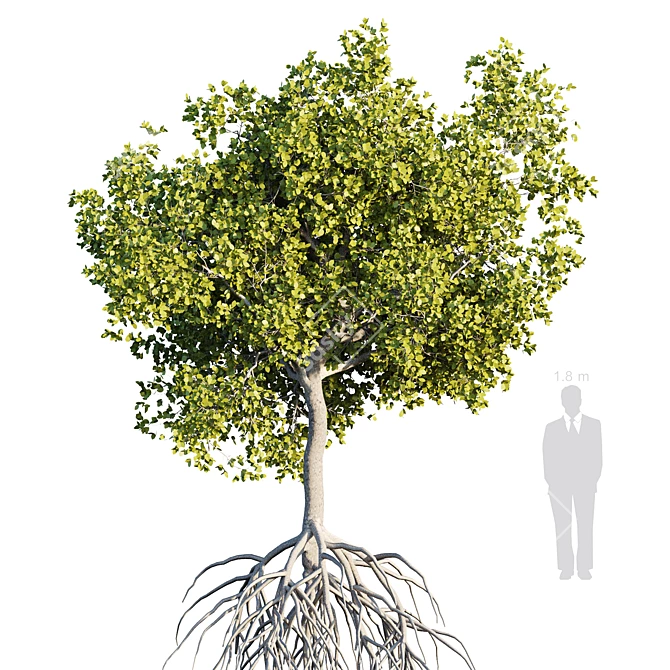 Mangrove Variations: Lifelike Trees 3D model image 5