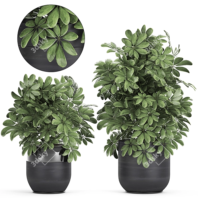 Exotic Schefflera Plant Collection 3D model image 1