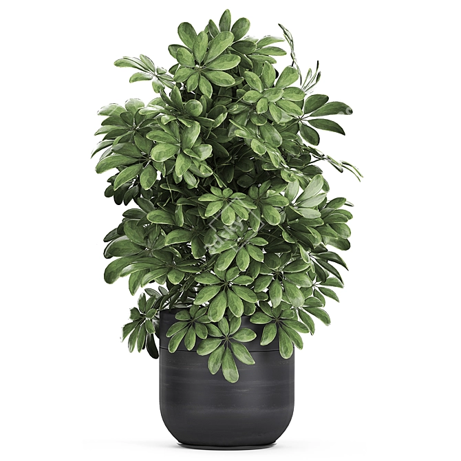 Exotic Schefflera Plant Collection 3D model image 2