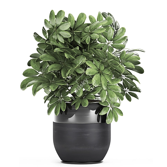 Exotic Schefflera Plant Collection 3D model image 3