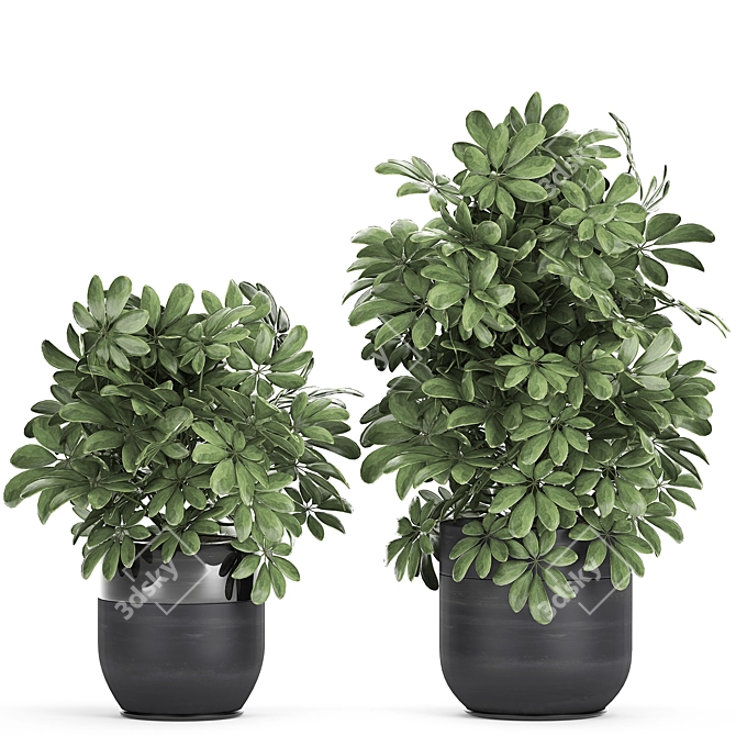 Exotic Schefflera Plant Collection 3D model image 4