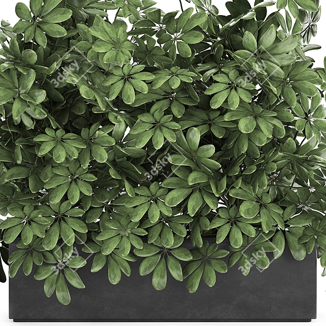 Exotic Tropical Schefflera Plant Collection 3D model image 3