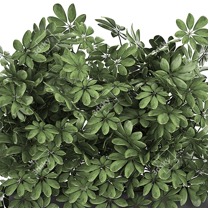 Exotic Tropical Schefflera Plant Collection 3D model image 4