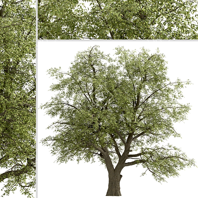 Fast-Growing Green Ash Tree 3D model image 4