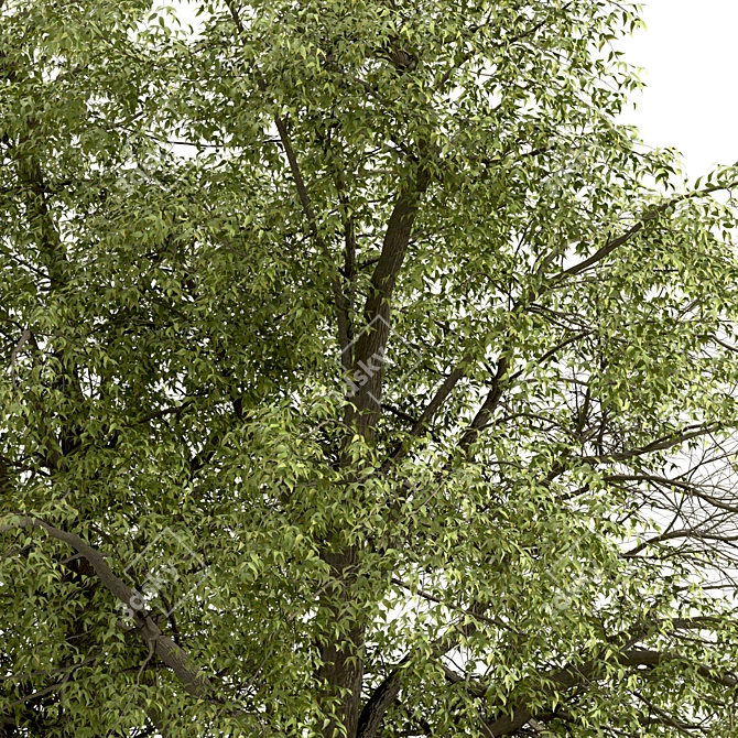 Fast-Growing Green Ash Tree 3D model image 5