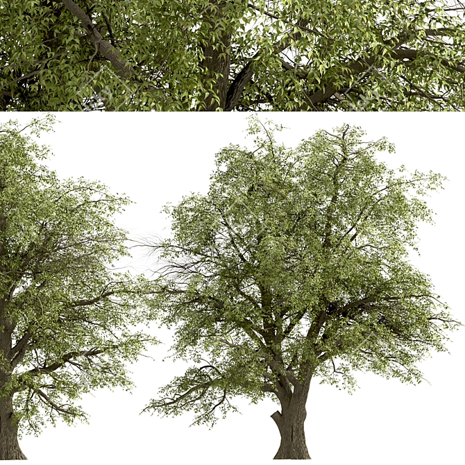 Fast-Growing Green Ash Tree 3D model image 6