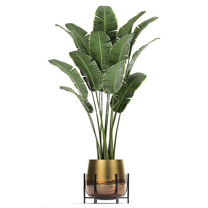 Exotic Plant Collection: Cigar Plant, Ravenala, Strelitzia 3D model image 3