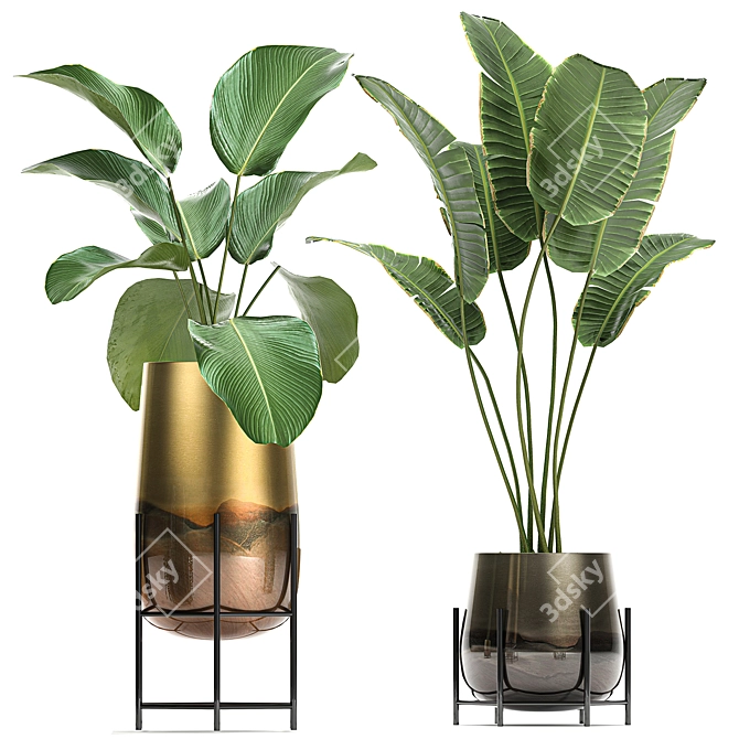 Exotic Plant Collection: Cigar Plant, Ravenala, Strelitzia 3D model image 4