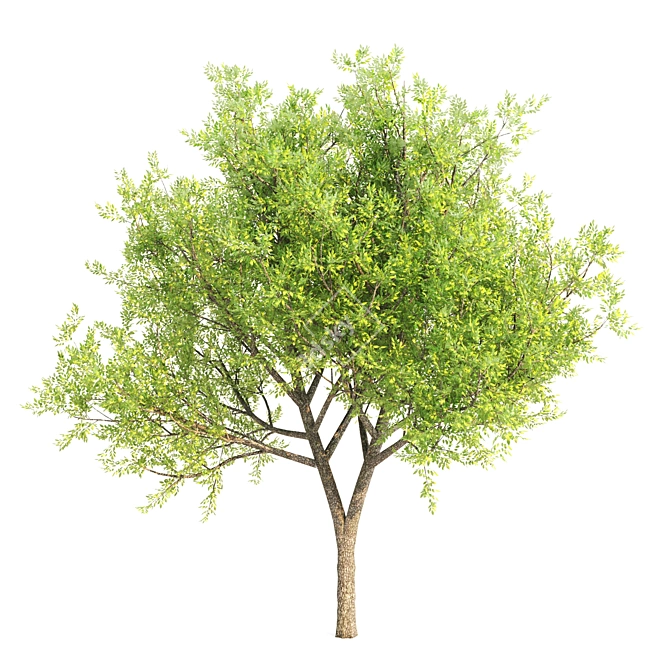 31 Corona Tree Set: Acacia, Ash, Locust 3D model image 2