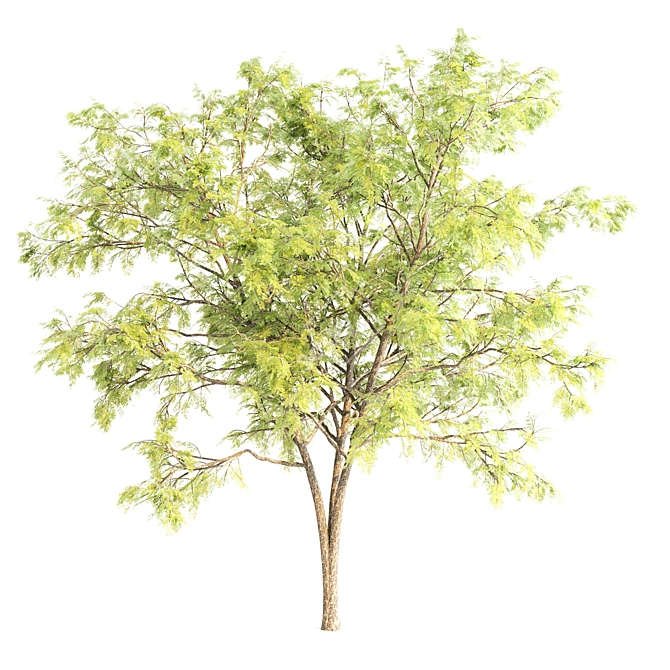 31 Corona Tree Set: Acacia, Ash, Locust 3D model image 3