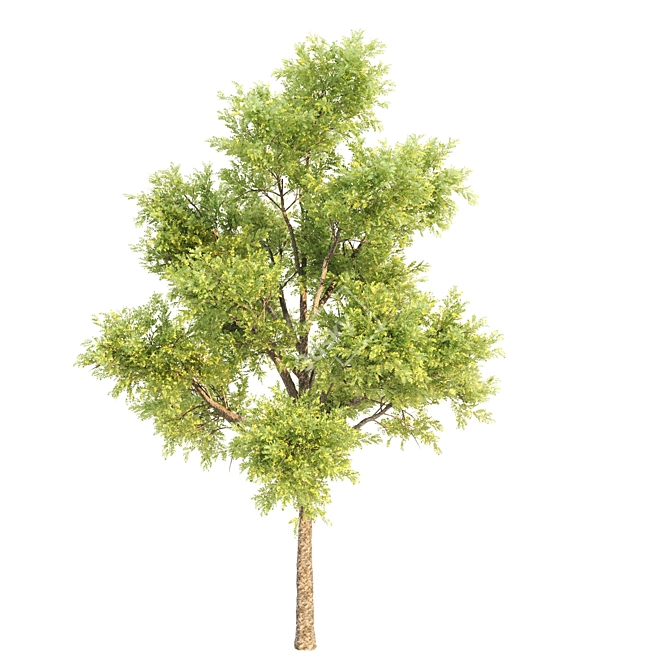 31 Corona Tree Set: Acacia, Ash, Locust 3D model image 4