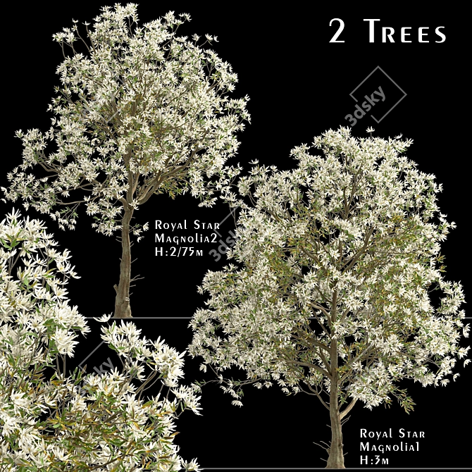 Royal Star Magnolia Trees: Beautiful Blossoms (2 Trees) 3D model image 1