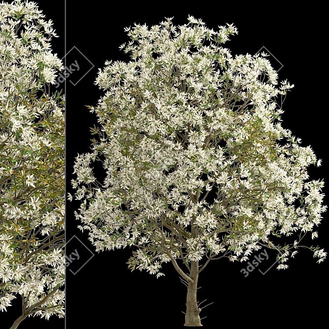 Royal Star Magnolia Trees: Beautiful Blossoms (2 Trees) 3D model image 3