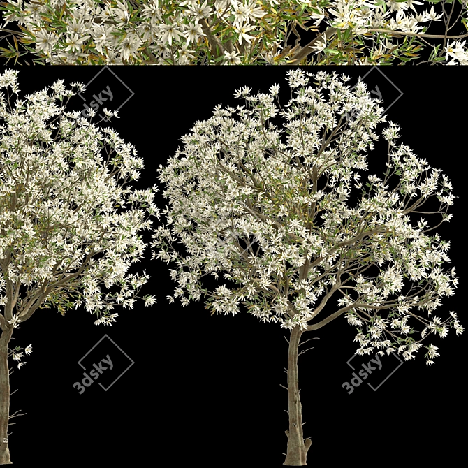 Royal Star Magnolia Trees: Beautiful Blossoms (2 Trees) 3D model image 4