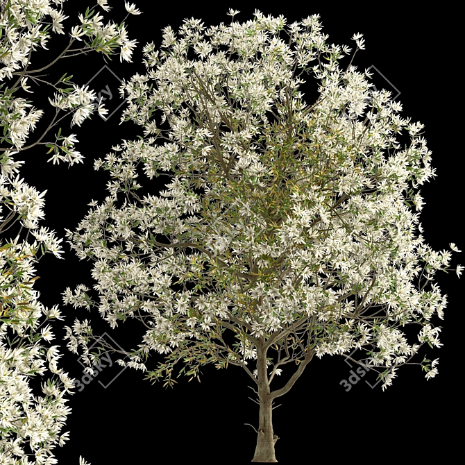 Royal Star Magnolia Trees: Beautiful Blossoms (2 Trees) 3D model image 5