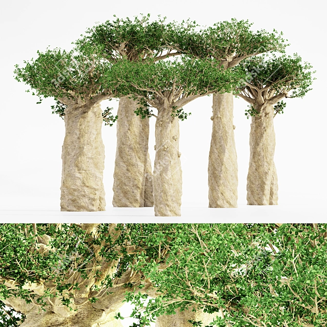 Towering Madagascan Baobab Jungle Set 3D model image 1