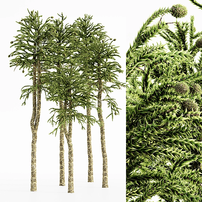 Tropical Forest Monkey Puzzle Tree 3D model image 1
