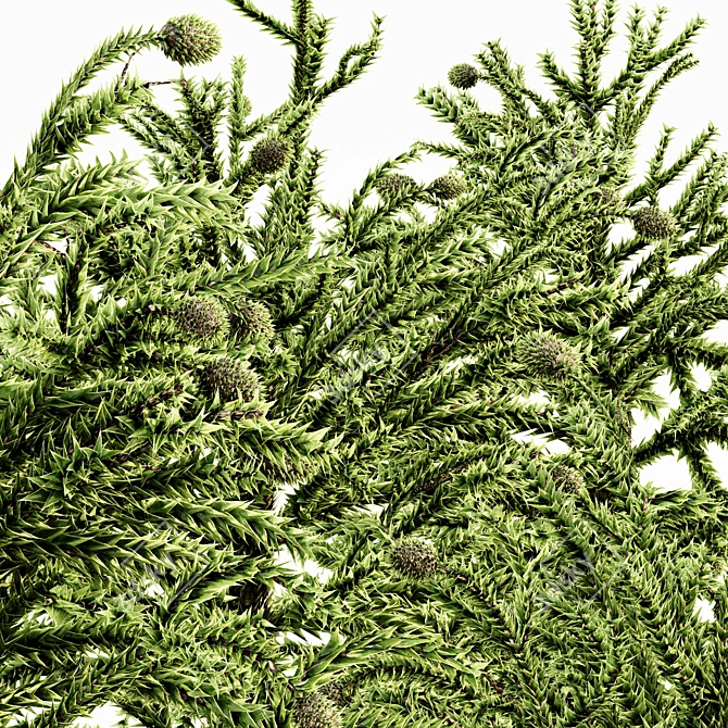 Tropical Forest Monkey Puzzle Tree 3D model image 2