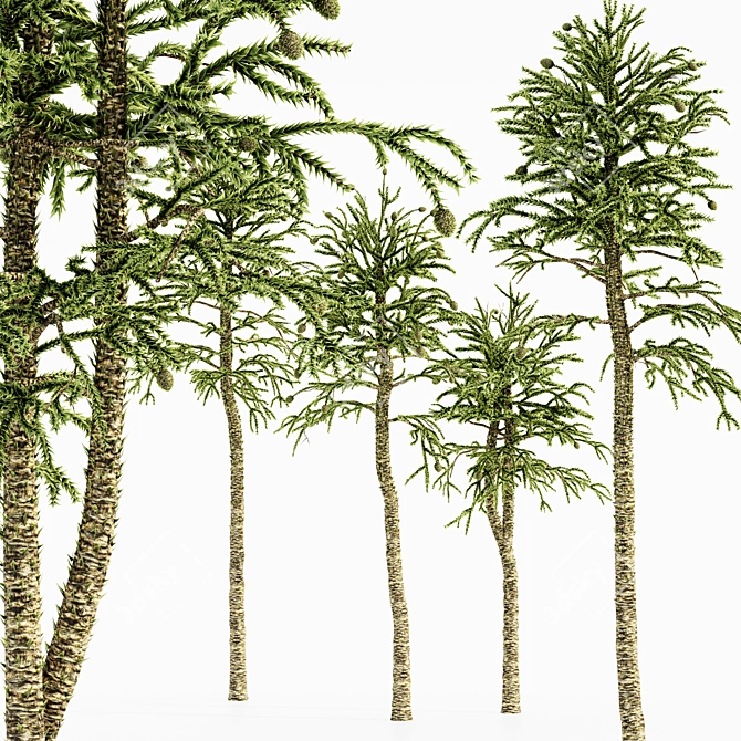 Tropical Forest Monkey Puzzle Tree 3D model image 3