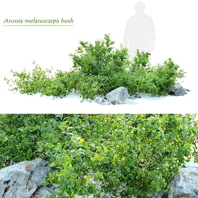 Aronia Melanocarpa Chokeberry Bush 3D model image 1