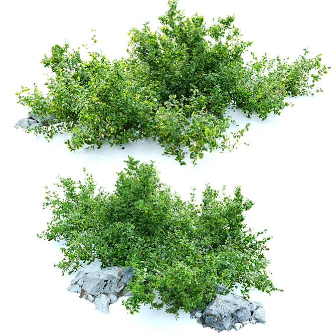 Aronia Melanocarpa Chokeberry Bush 3D model image 2