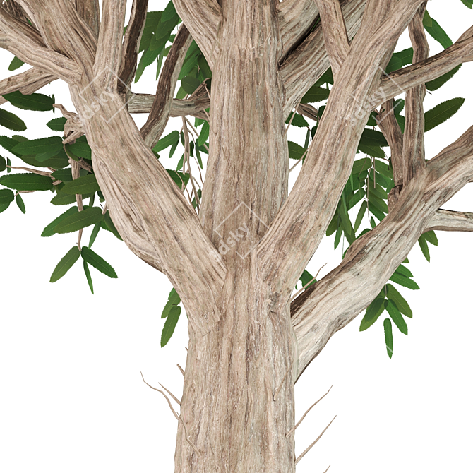 Elegant Ash Tree Wall Art 3D model image 2