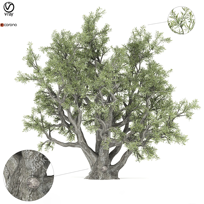 Authentic Old Olive Tree 3D model image 1