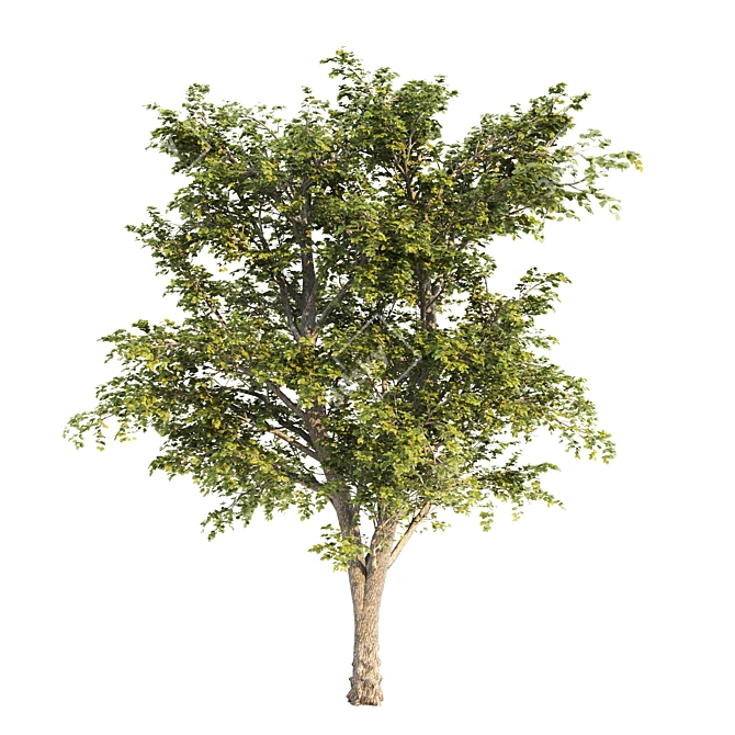 Lush Linden Tree Trio 3D model image 2