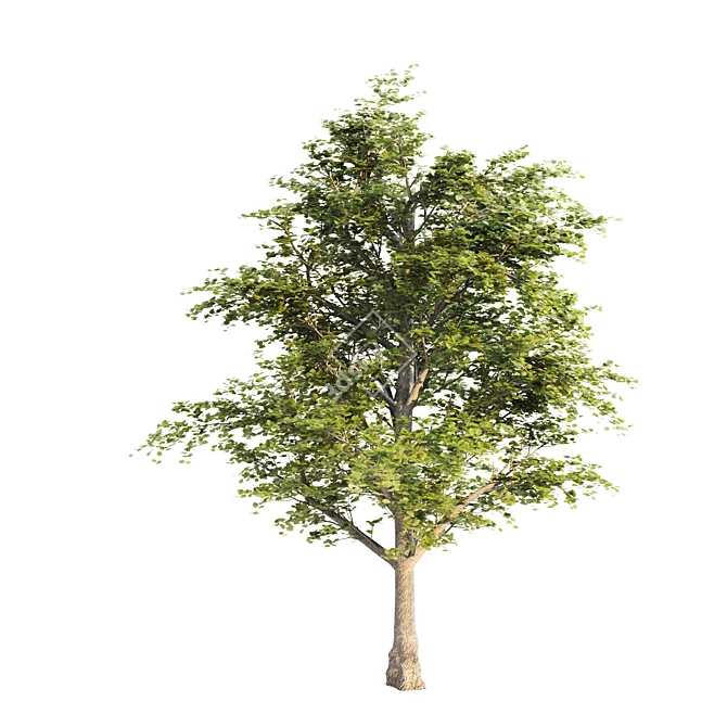 Lush Linden Tree Trio 3D model image 3