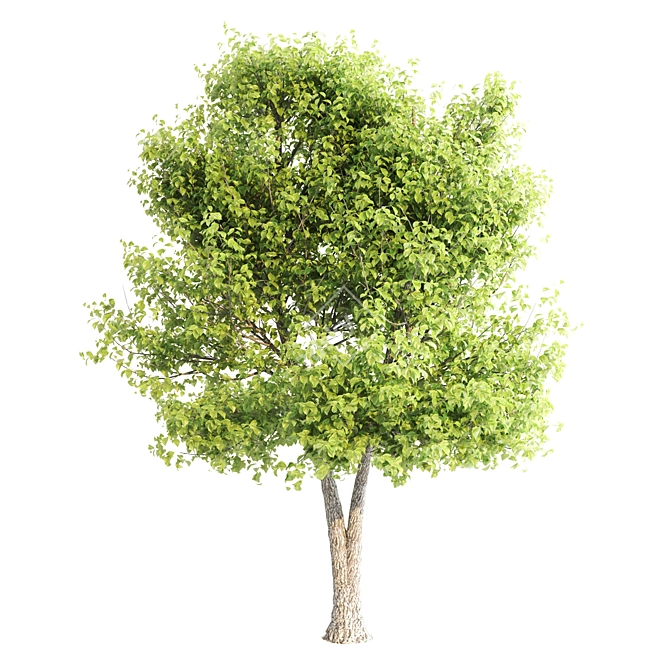 Lush Linden Tree Trio 3D model image 4