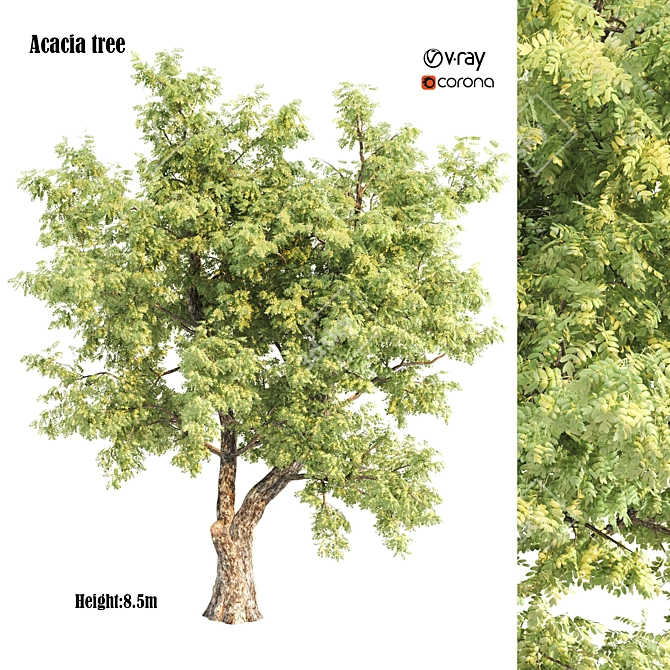 Natural Acacia Tree Sculpture 3D model image 1