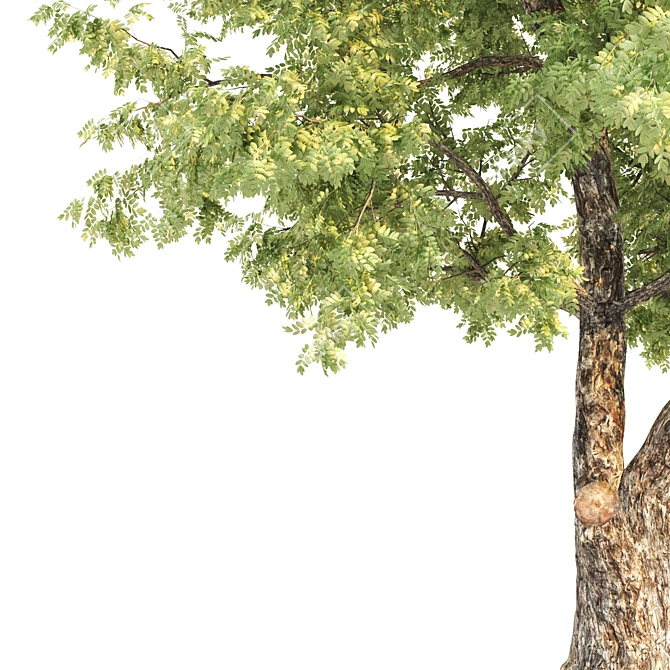 Natural Acacia Tree Sculpture 3D model image 3