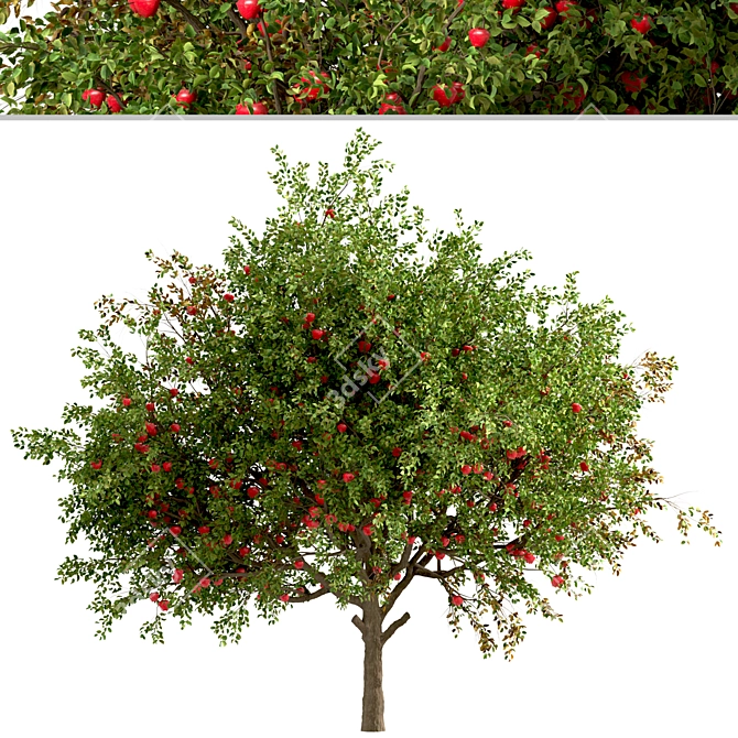 Dual Apple Tree Set 3D model image 7