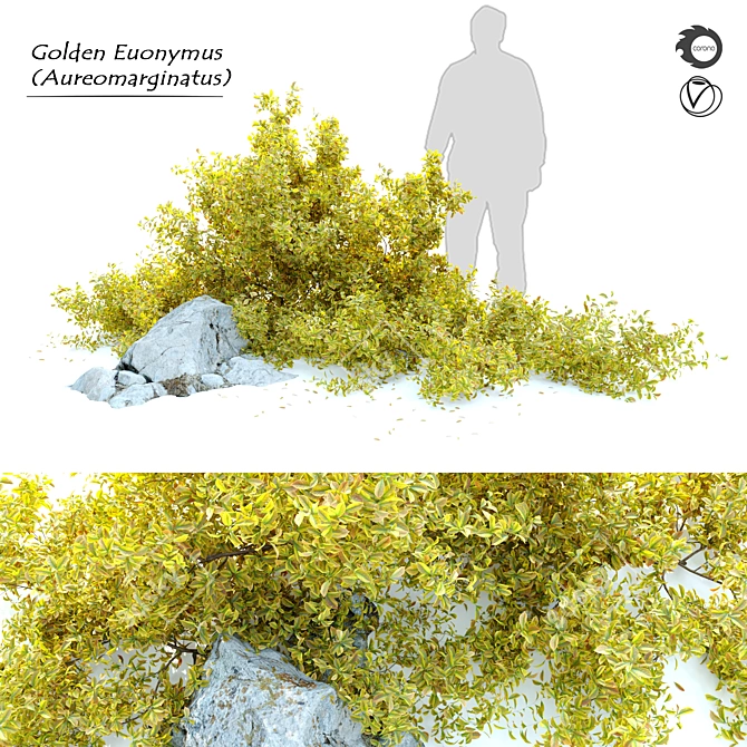 Golden Euonymus Bush: Vibrantly Golden Foliage & Natural Rock Accents 3D model image 1