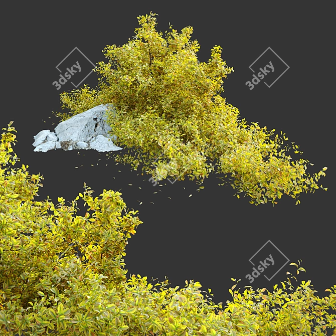 Golden Euonymus Bush: Vibrantly Golden Foliage & Natural Rock Accents 3D model image 3