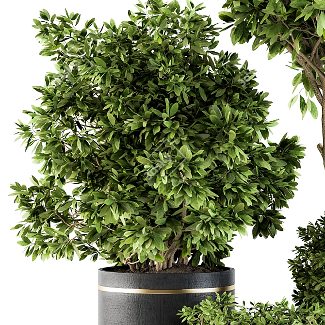 Elegant Indoor Plant Set: Black & Gold 3D model image 2