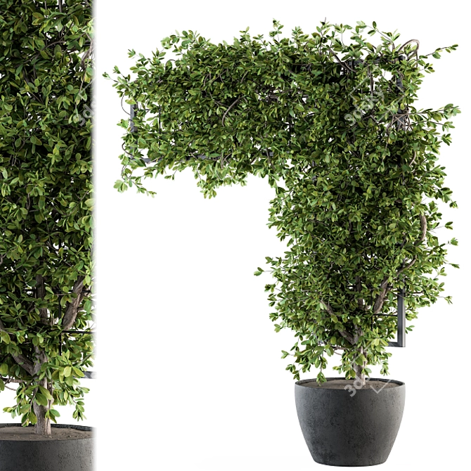 Ivy4Ever - Outdoor Plant Set 3D model image 2
