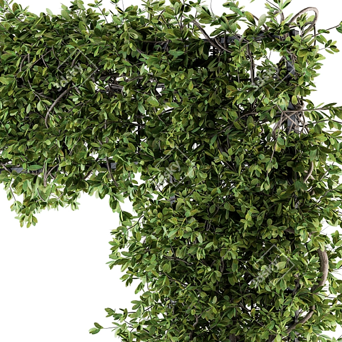 Ivy4Ever - Outdoor Plant Set 3D model image 3