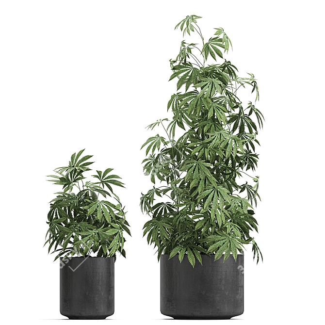 Black Pot Plant Collection 3D model image 3