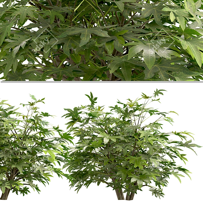 Versatile Set of Fatsia Japonica Bushes 3D model image 3