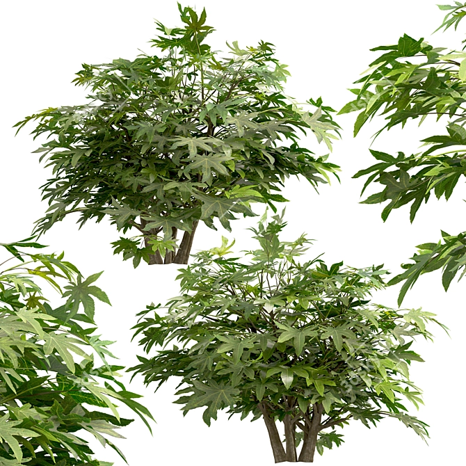 Versatile Set of Fatsia Japonica Bushes 3D model image 4