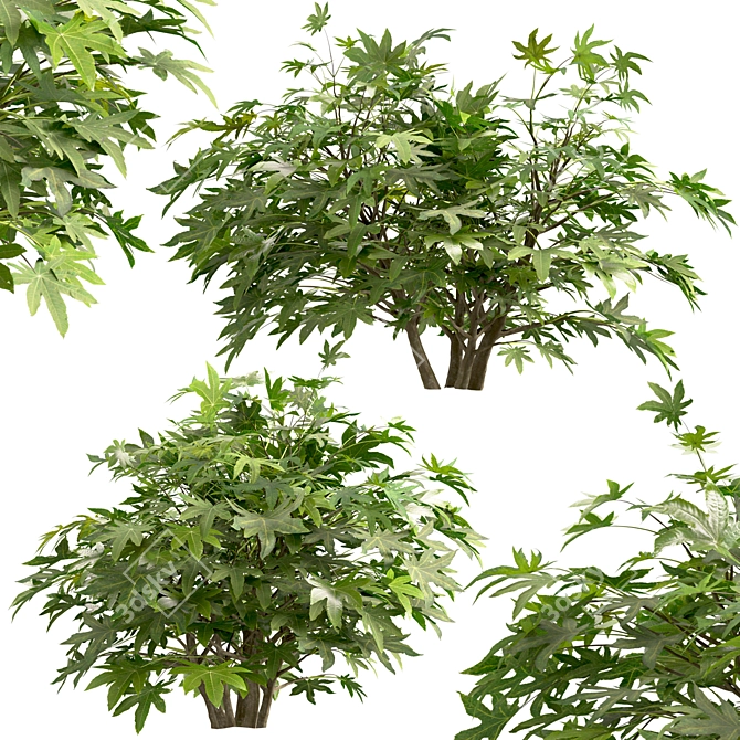 Versatile Set of Fatsia Japonica Bushes 3D model image 5