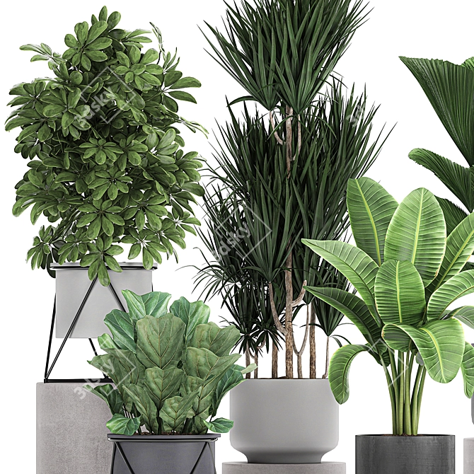 Exotic Plant Collection: Schefflera, Banana Palm & More 3D model image 3