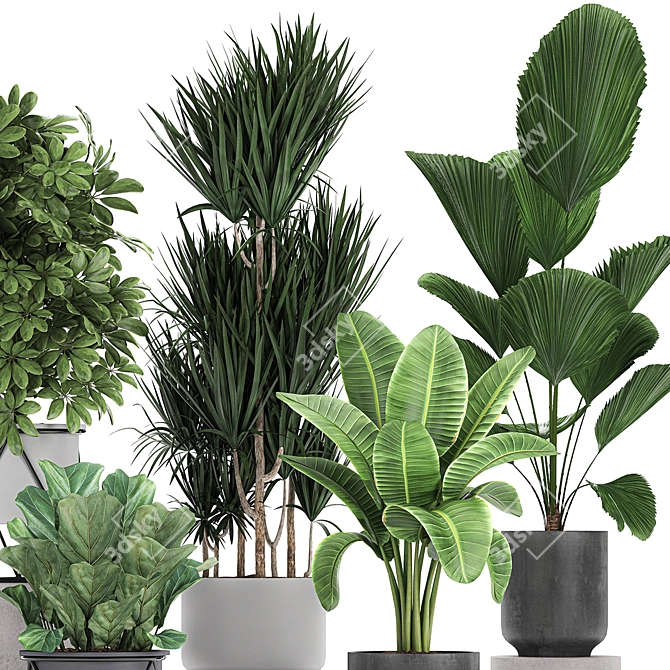 Exotic Plant Collection: Schefflera, Banana Palm & More 3D model image 4