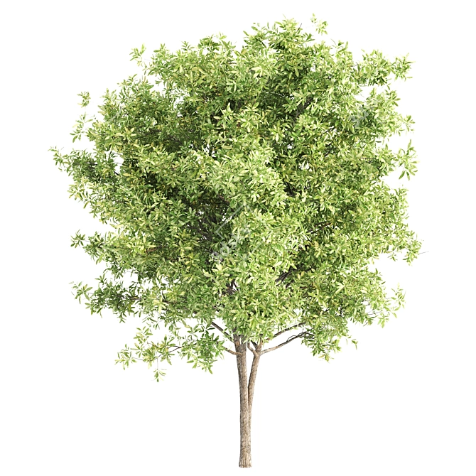 Live Oak 3D Model with Textures 3D model image 3